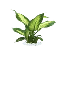 Dumb Cane