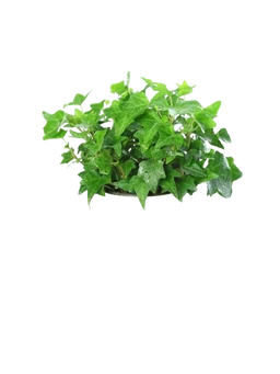 Common Ivy