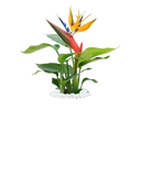 Bird Of Paradise