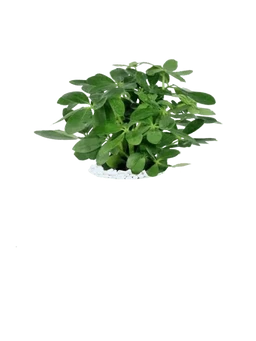 Dwarf Umbrella Tree