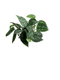 Satin Pothos