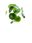 Raindrop Peperomia