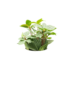 Parallel Peperomia