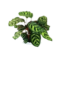 Peacock Plant