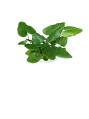 Heart Leaf Fern
