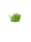 Catnip