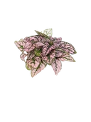 Polka Dot Plant