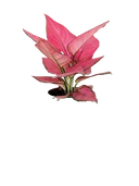 Pink Aglaonema