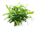 Buddist Pine