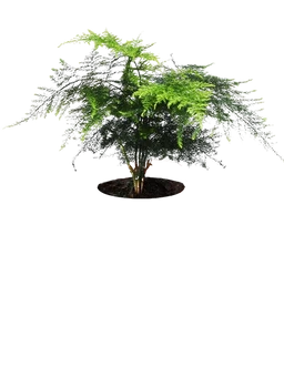 Common Asparagus Fern