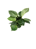 Philodendron Birkin