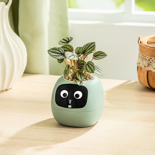 Plantaroo