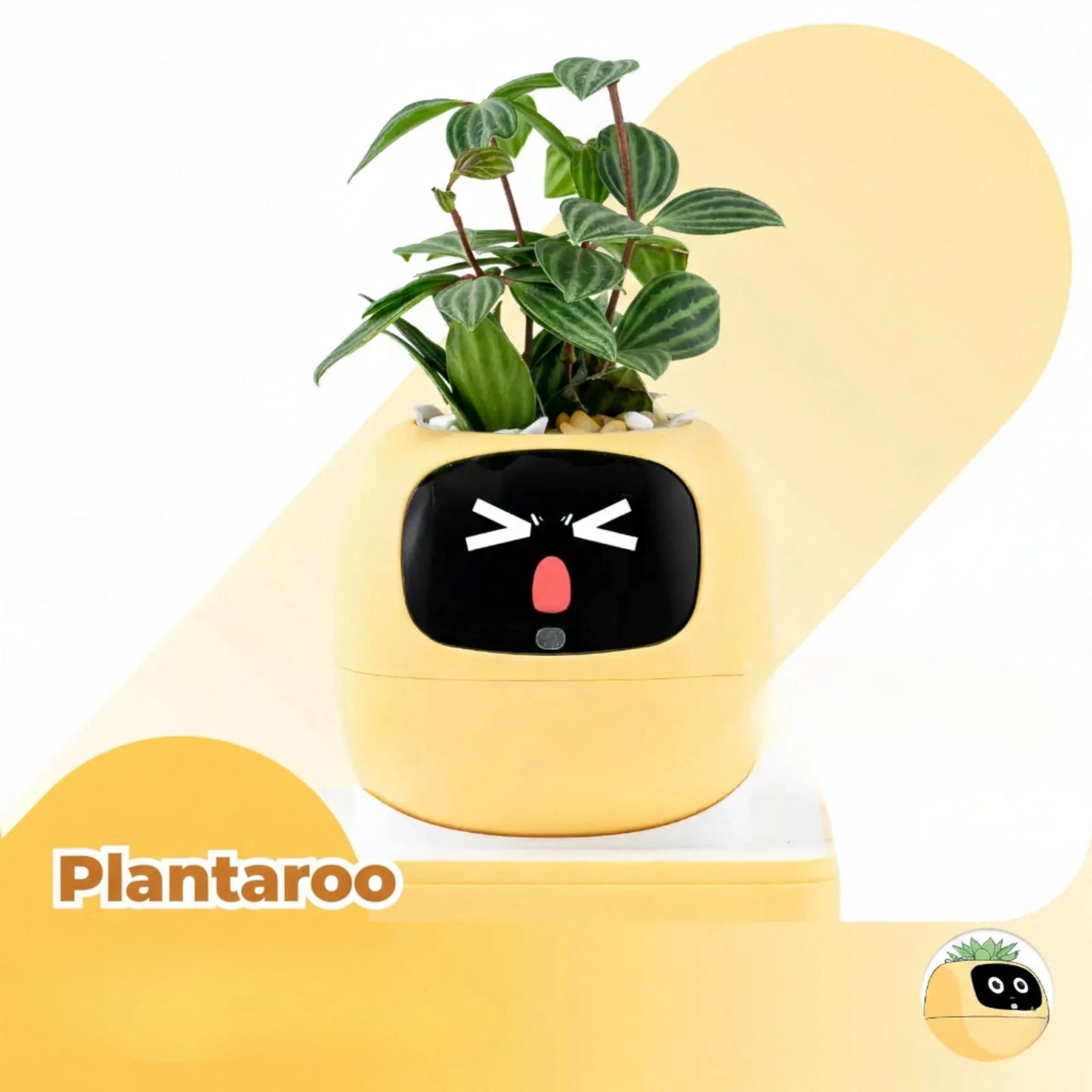 Plantaroo