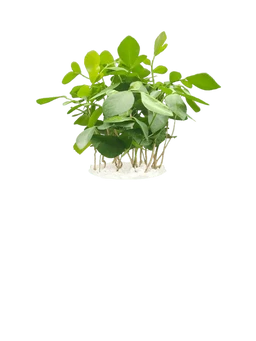Orange Jasmine
