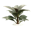 Rubber Tree