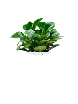 Baby Rubberplant
