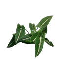 Velvet Syngonium