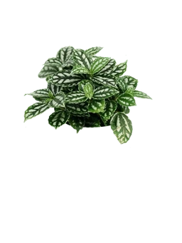 Aluminum Plant