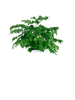 Asian Bell Tree