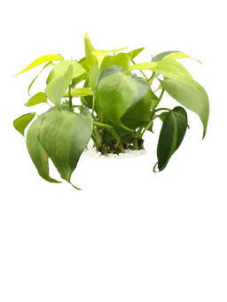 Heartleaf Philodendron