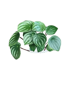 Watermelon Peperomia