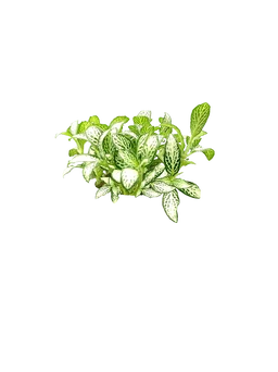 Nerve Plant