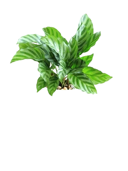 Calathea Freddie