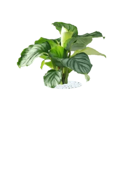 Orbifolia Prayer Plant