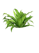 Bird's-Nest Fern