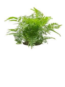 Squirrel's Foot Fern