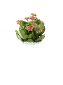 Florist Kalanchoe