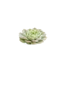 Succulents