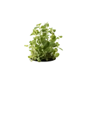 Marjoram