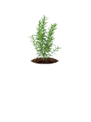 Rosemary