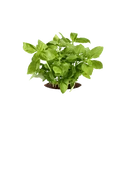 Basil
