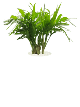 Parlor Palm