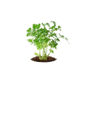 Parsley