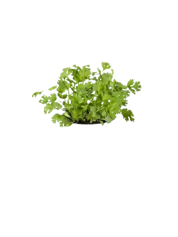 Cilantro