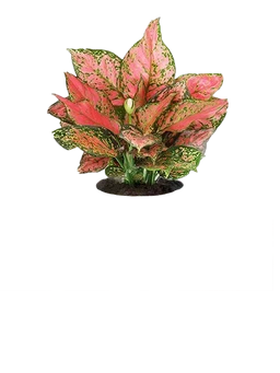 Chinese Evergreen Variegated