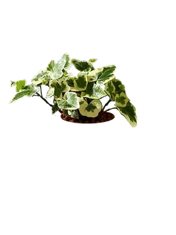 Hedera Helix