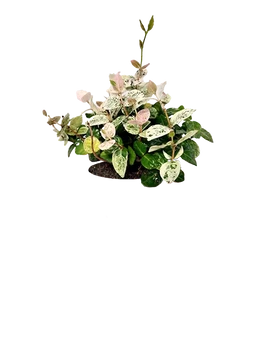 Star Jasmine