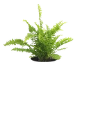 Sword Fern