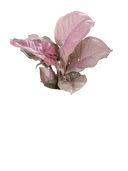 Pink Splash
