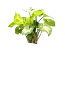 Emerald Green