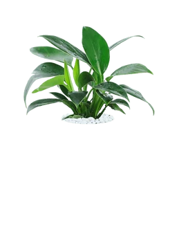 Philodendron Congo